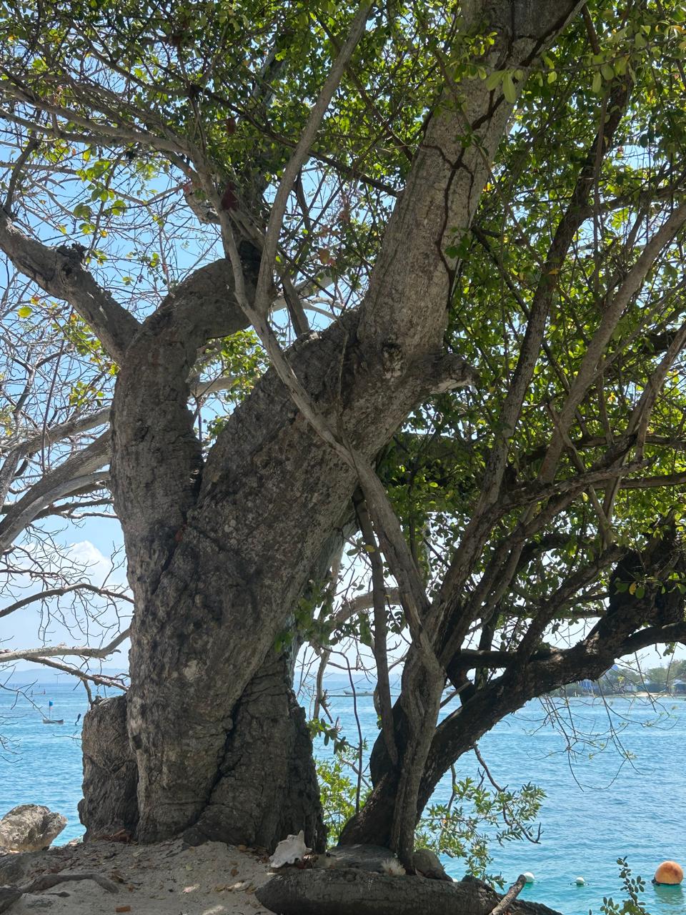 colombia (74)