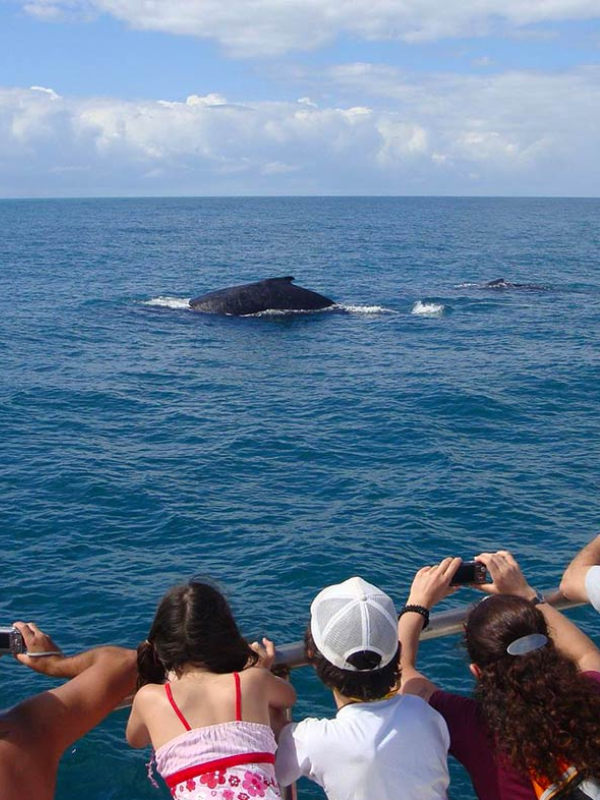 observação de baleia (5)
